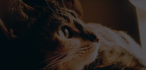 �������ʹ���-׷�󿵽�,����һ������