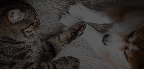 �������ʹ���-׷�󿵽�,����һ������